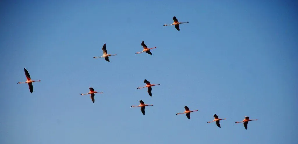 Birds-V-formation