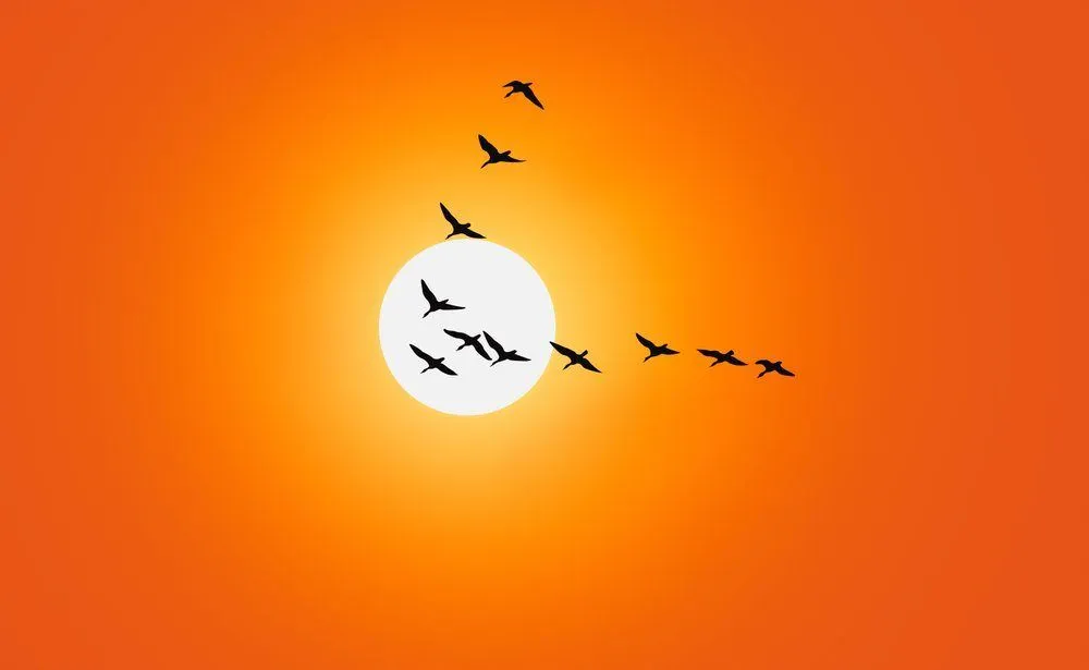 Why Do Flying Birds Make A V Formation?