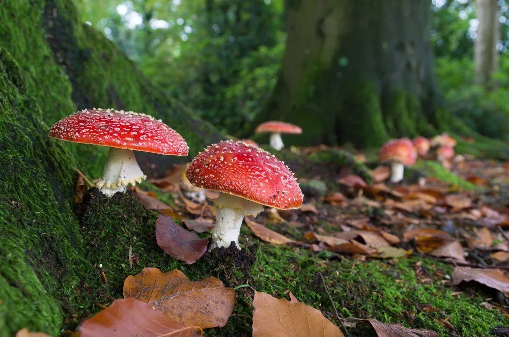 How Are Mushrooms More Similar To Humans Than Plants?
