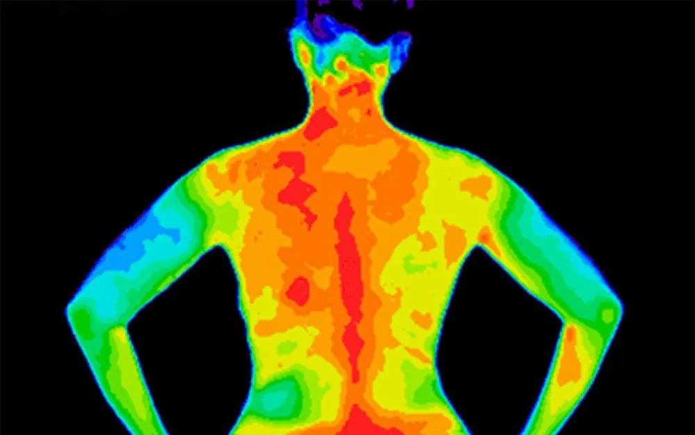 A heat map of a person’s back. This shows that the interior of the body, closer to the organs is warmer than the extremities such as the hands. (Credits: Anita van den Broek/Shutterstock)