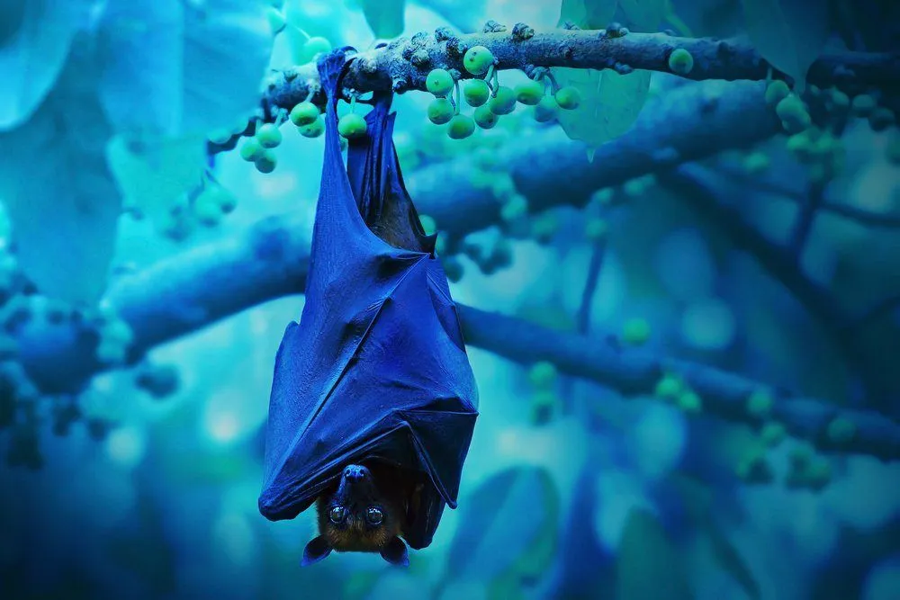 Why Do Bats Hang Upside Down While They Sleep?