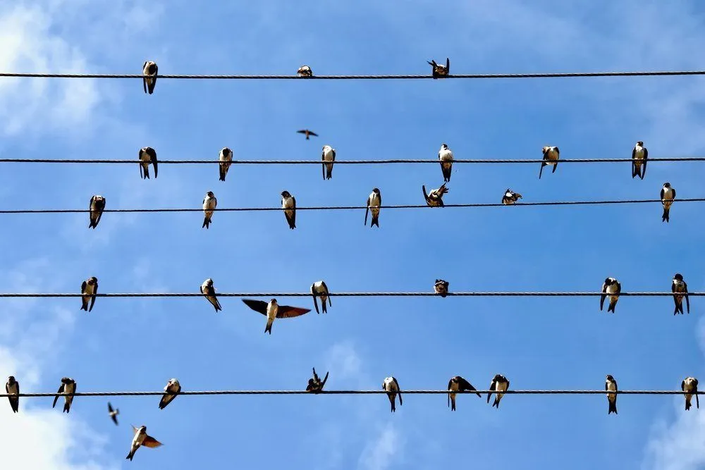 Birds on Wires