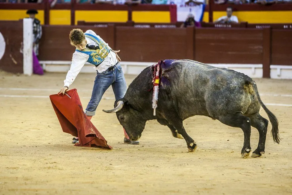 Do Bulls Really Hate The Color Red Or Are They Color Blind?