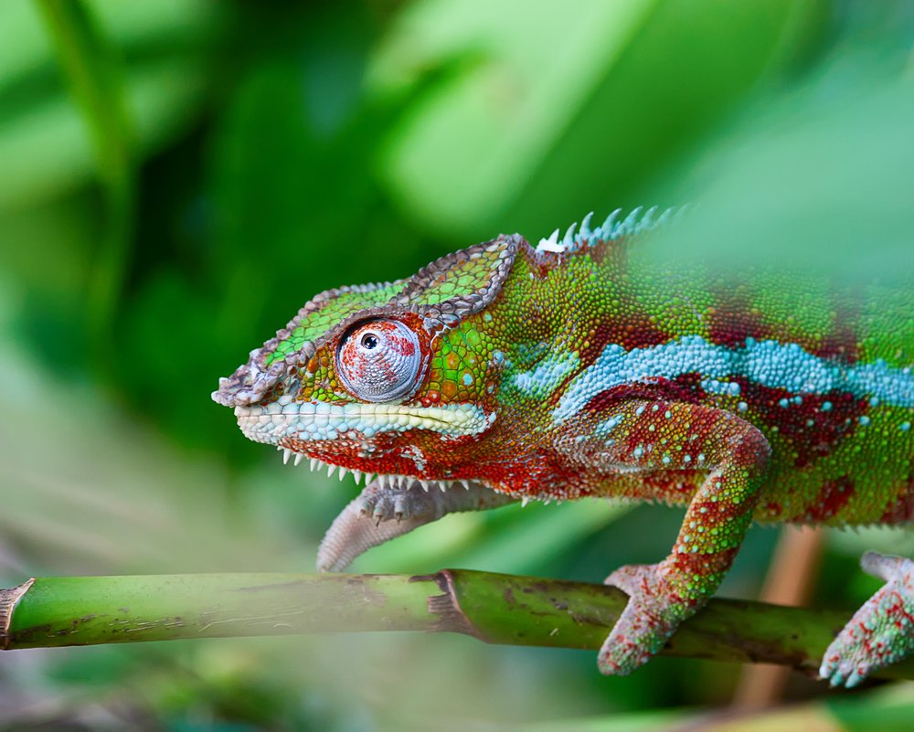 Chameleon 