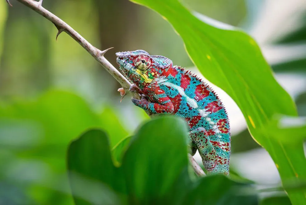 Why And How Chameleons Change Their Color