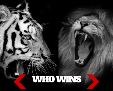 Lion vs Tiger: Which Would Win In A Fight?