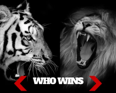 Lion vs Tiger: Which Would Win In A Fight?