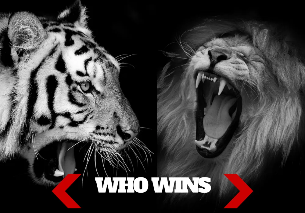 Tiger Vs Lion: Who Would Win Lion Or Tiger?