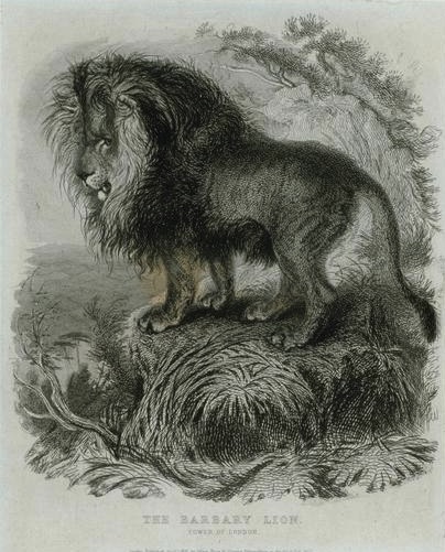 The Barbary Lion