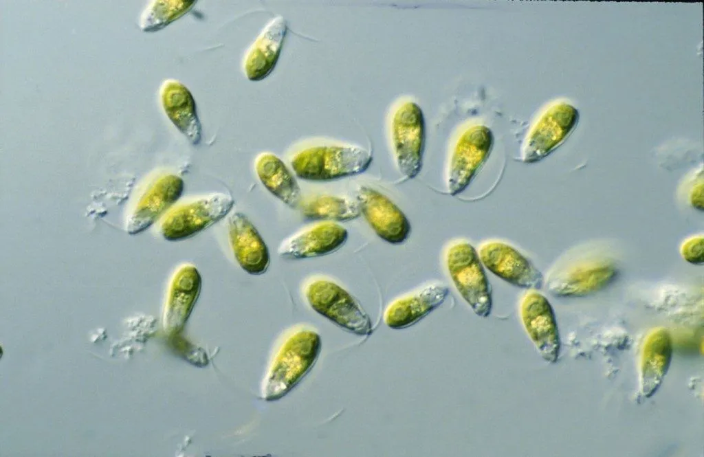 Dunaliella algae : microbe that survives in the harsh saline water of the Dead Sea