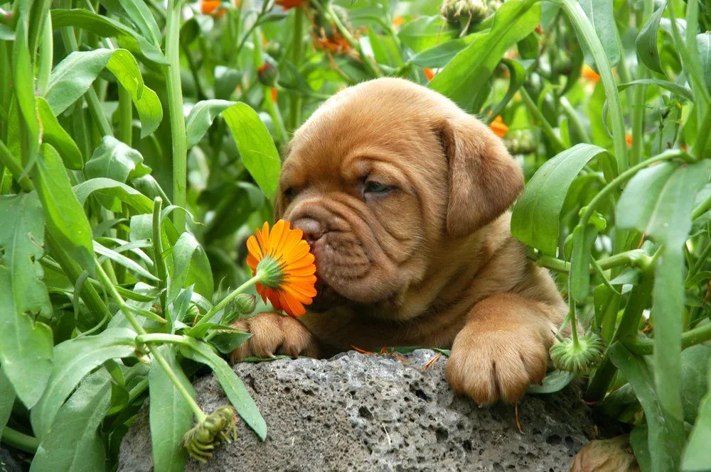 Why Dog's Sense Of Smell Is So Good?