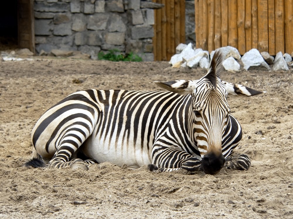 Zebra Lying