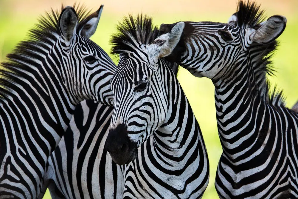 Zebra Stripes: Are Zebras Black With White Stripes Or White With Black Stripes?