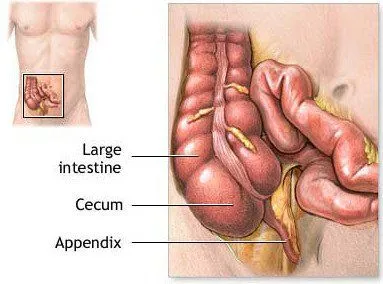 The appendix