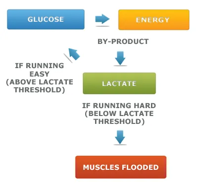 Glucose is used up during workouts, and after the energy is burned, it is converted to lactate.