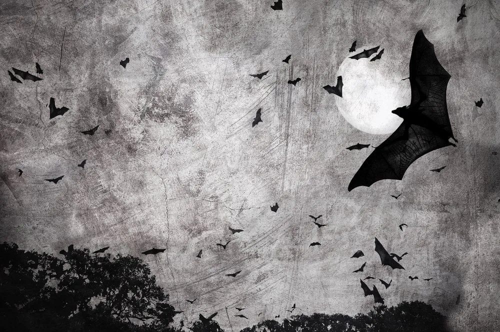 Bats in Dark