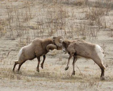 6 Animals That Attack To Defend Themselves From Predators