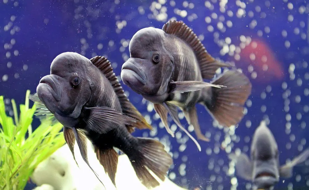 Do Fish Sleep With Their Eyes Open?