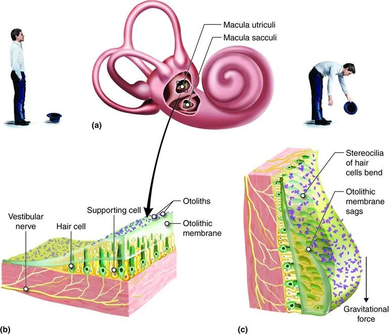 The images show how the utricle works. Notice the otoliths in images (b) and (c). (Credits: Cenveo)