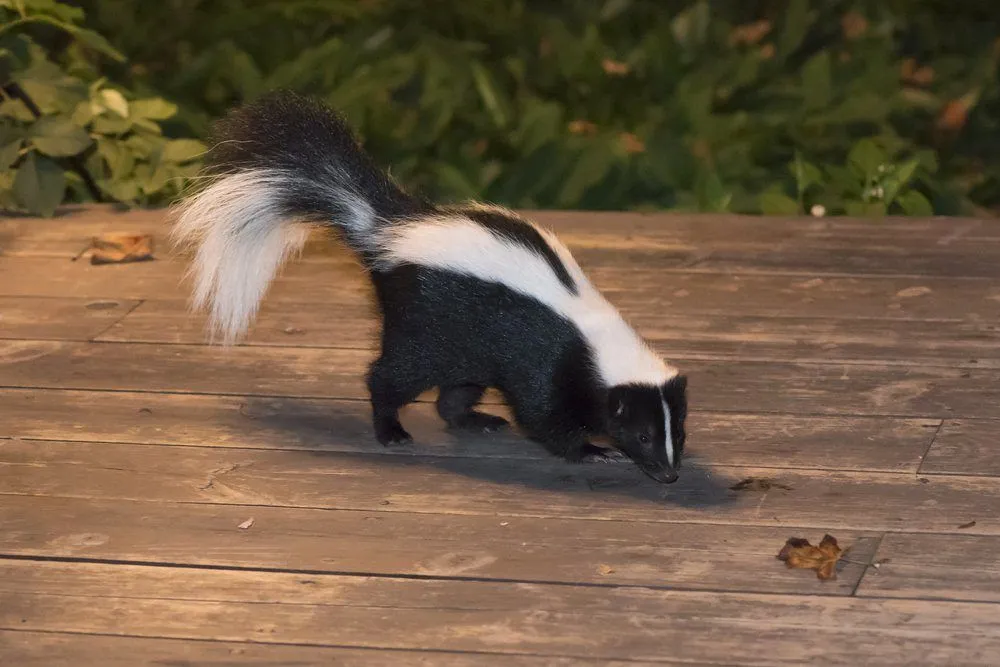 Skunk Spray: Why Do Skunks Smell So Bad/Pungent?