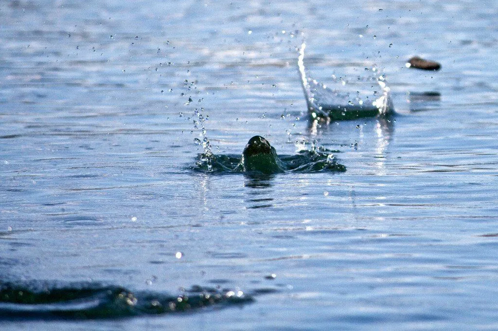 How Does A Stone Skip Across Water?