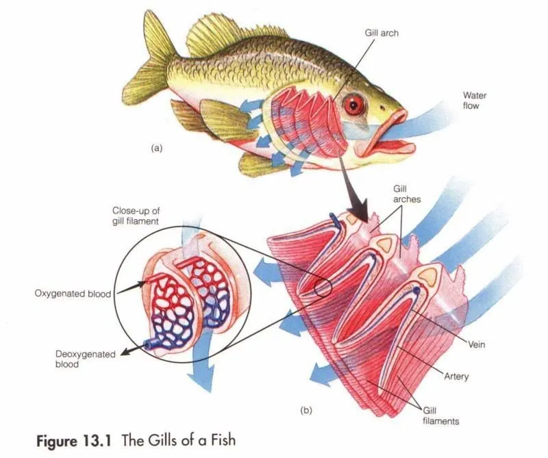 fish-gill