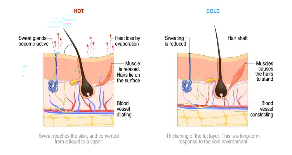 skin thermoregulation(Designua)S
