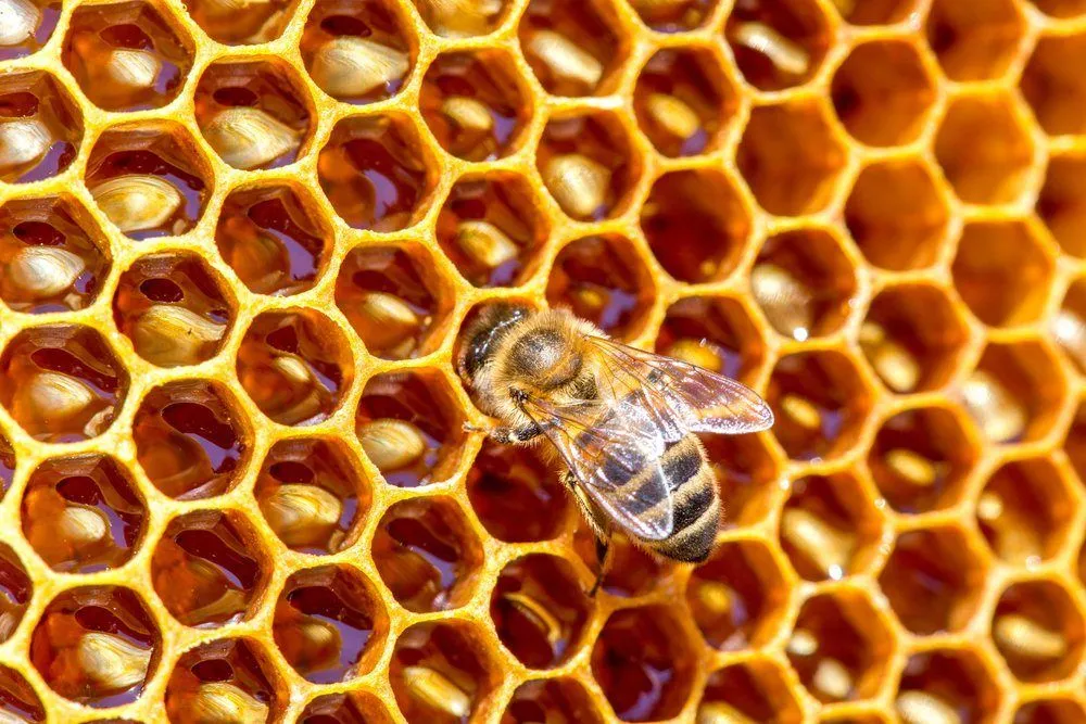 Why Do Bees Love Hexagons?
