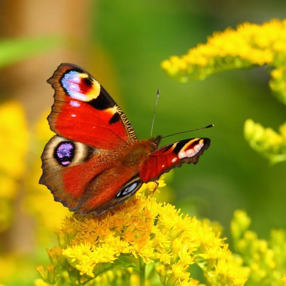What Makes A Butterfly's Wings So Colorful?