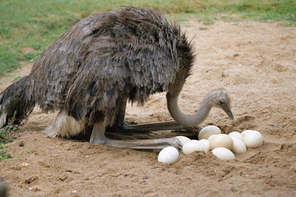 Ostrich Eggs