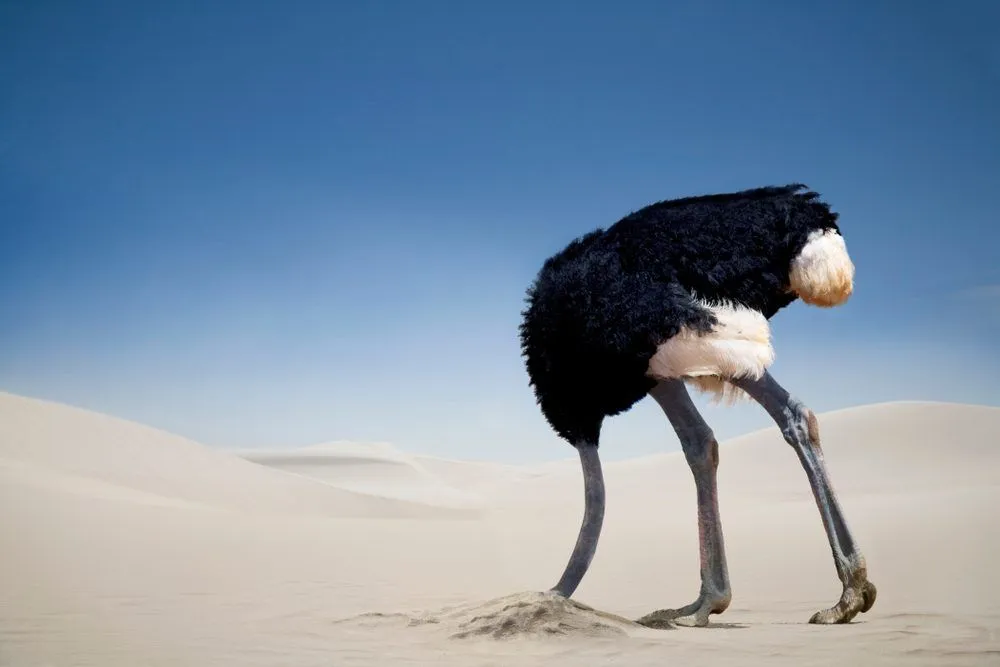 Ostrich Head In Sand: Do Ostriches Really Bury Their Heads?