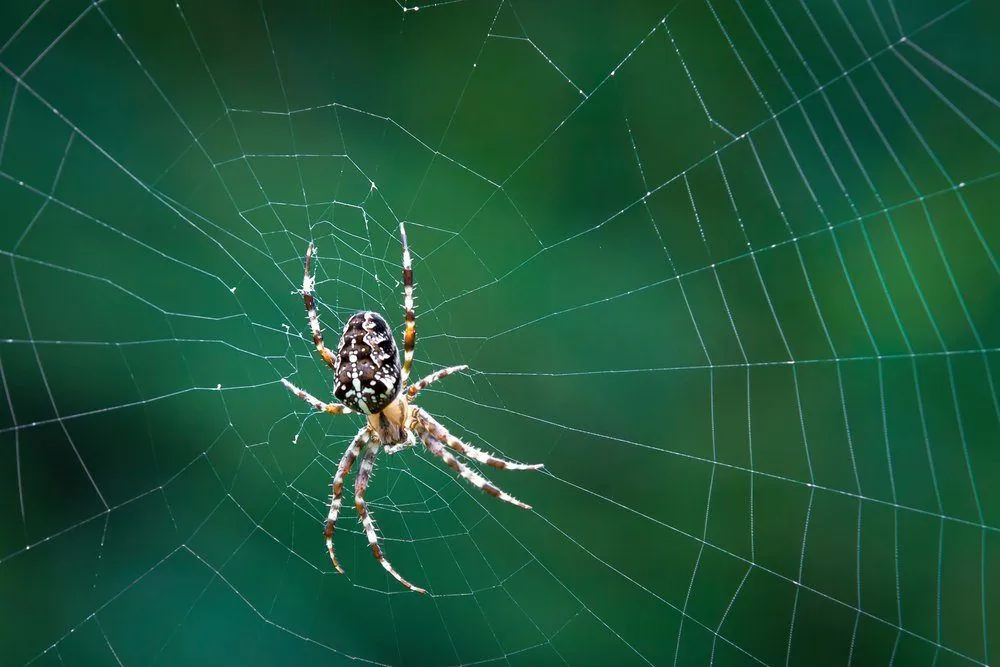 How Do Spiders Avoid Getting Caught Up In Their Own Webs?