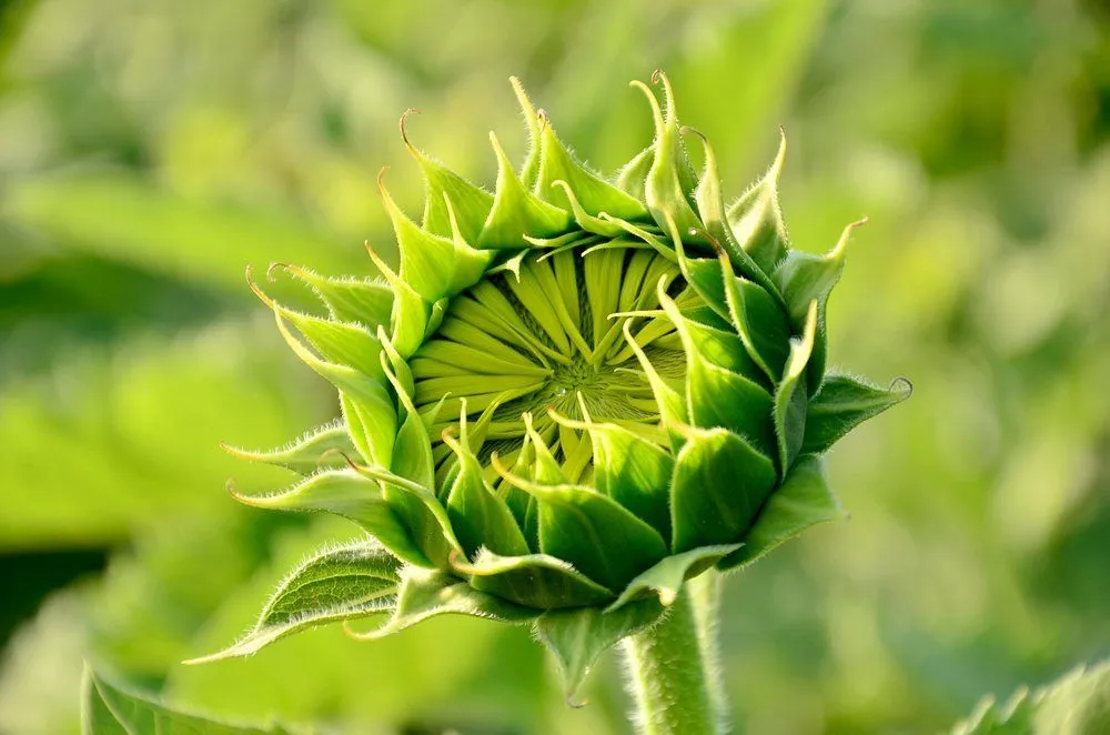 Sunflower Bud