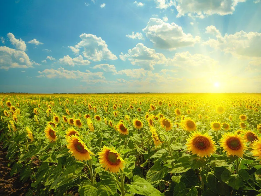 Why Are Sunflowers Planted In The Shadow Of Nuclear Disasters?