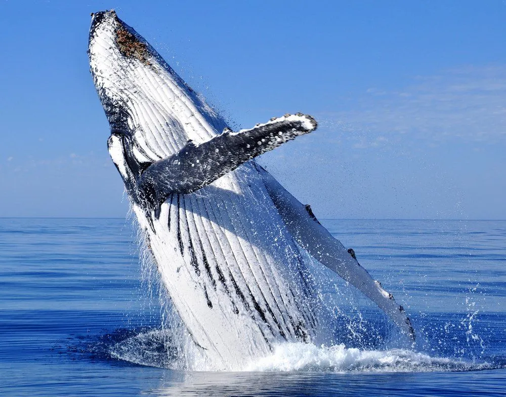 Are There Uncolored Giants Like Humpback Whales?