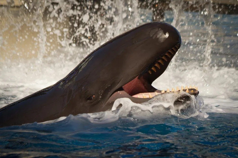 Whale Swallows Man: Can A Whale Swallow A Human?