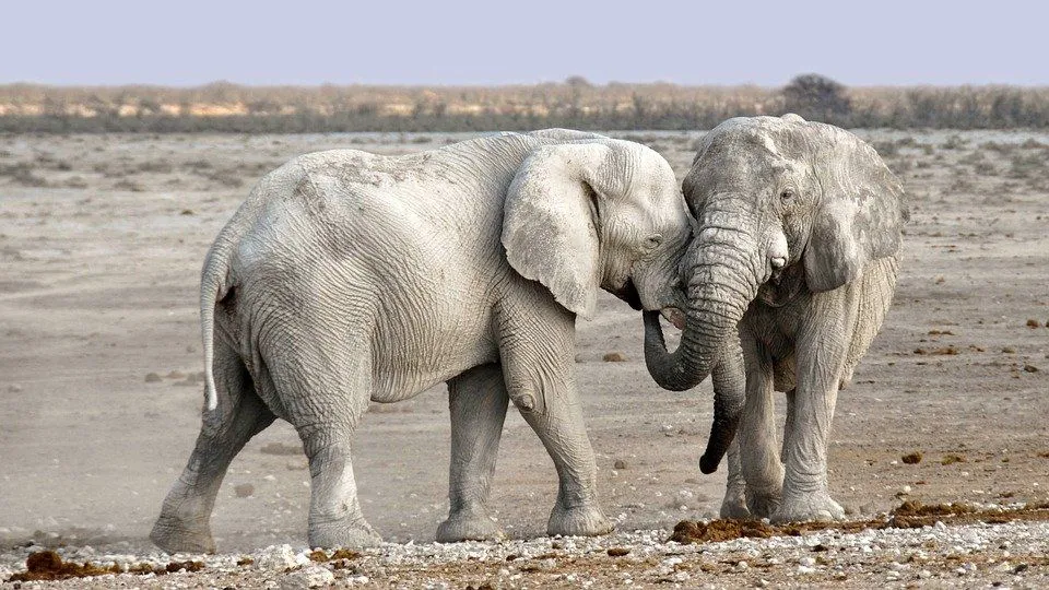 Elephant Memory: Elephants Never Forget -- Is It True?