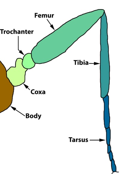insect leg