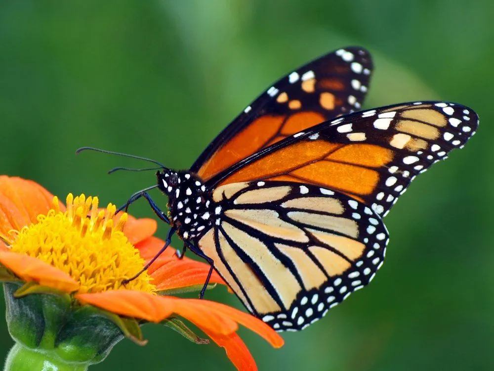 Do Butterflies Taste With Their Feet?