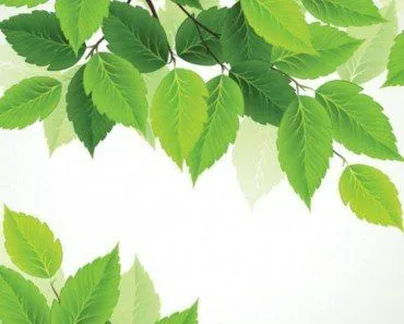 Why Do You See Various Shades Of Green In A Garden?