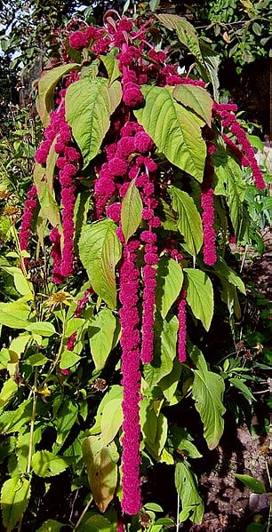 Amaranthus, with its reddish-purple flowers