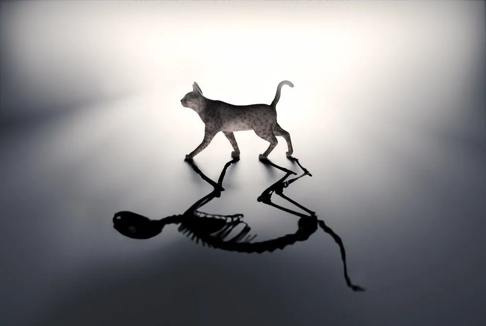 Is Schrödinger's Cat Dead Or Alive?