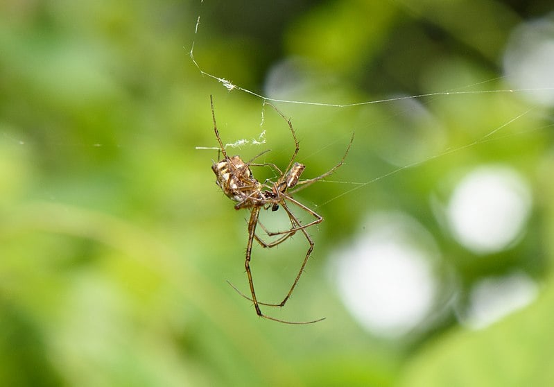 Indian-theridiidae-from-kottayam-kerala-1