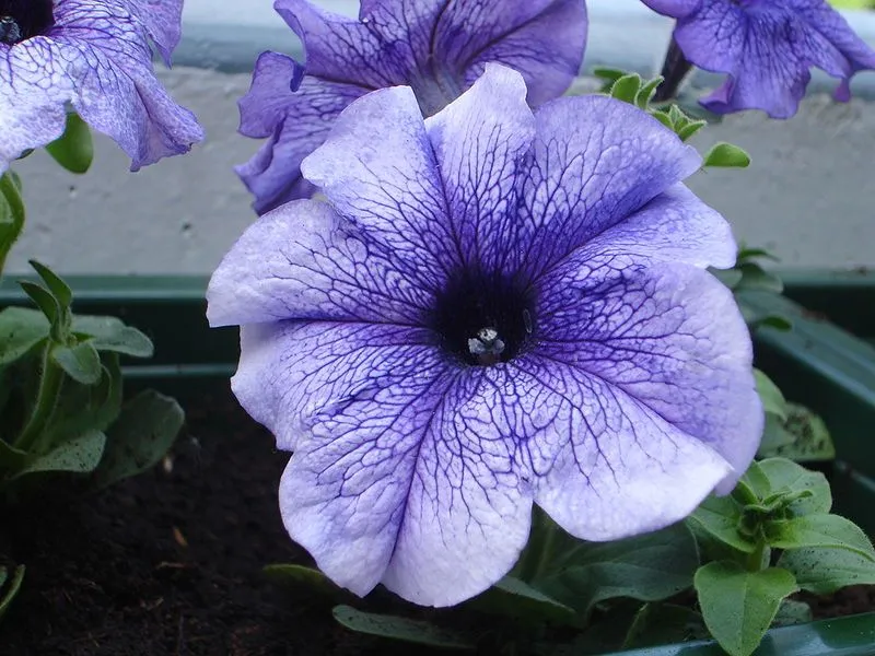 Purple Petunia