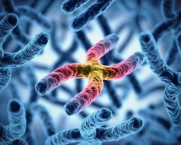What Are Homologous Chromosomes?