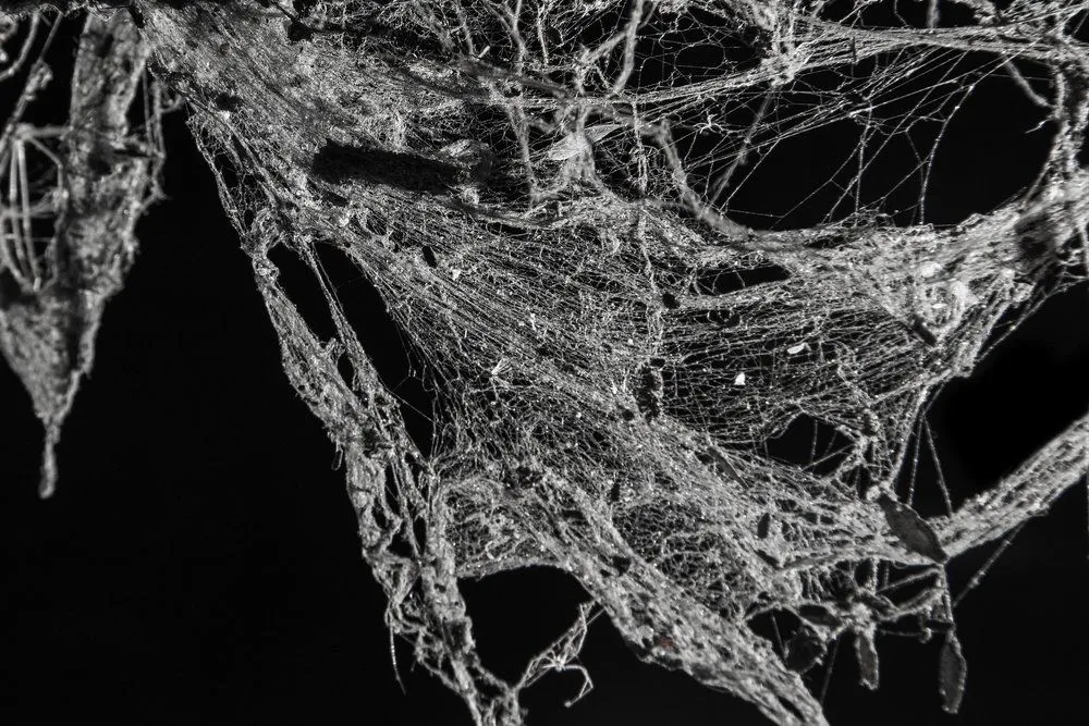 What Is The Cause Of Cobwebs? How Are Cobwebs Created?