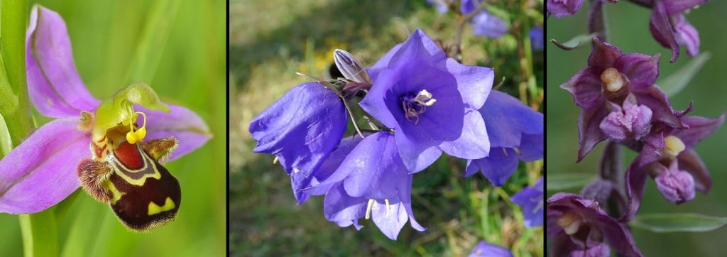 The above picture is of the bee orchid that disguises as a bee’s mate. The lower to picture show the red helleborine orchid (left) mimicking is the bellflower (right). 