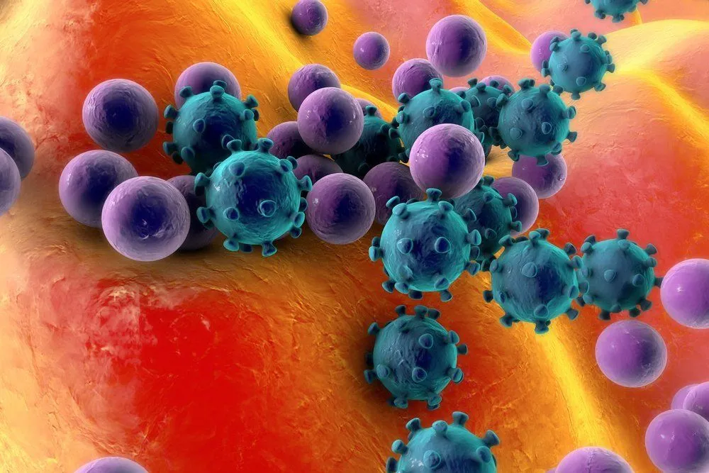 Gut Flora: Why Does The Body Not Attack Normal Gut Flora?