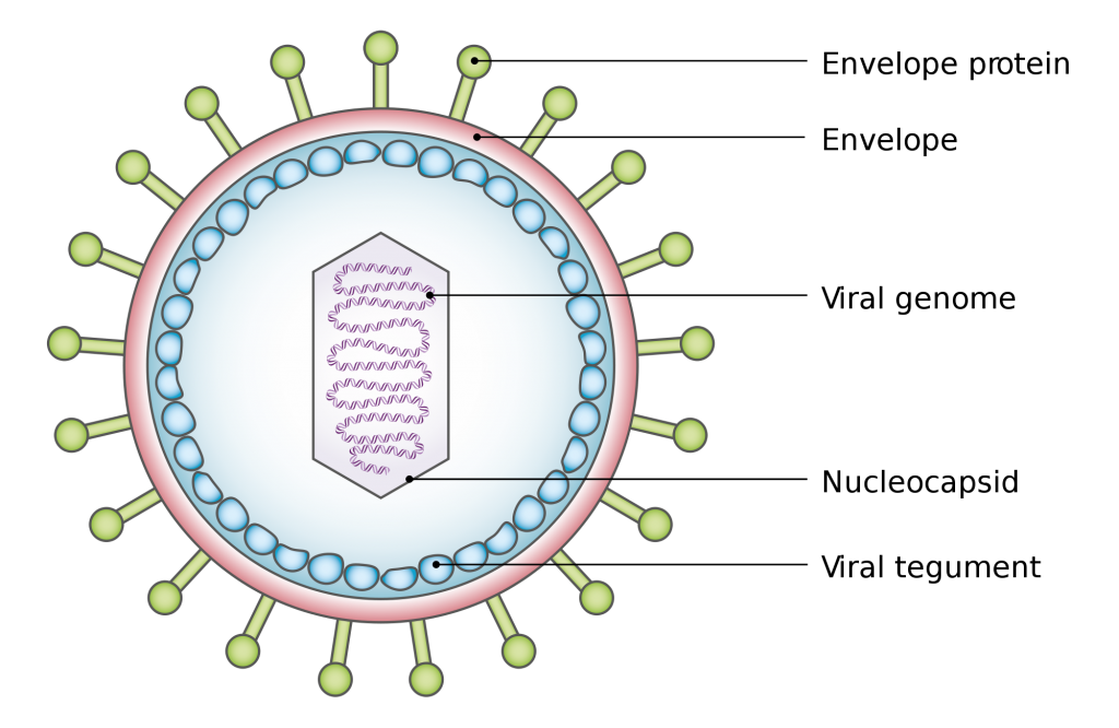 Structure of a virus Credit: Wikimedia.org