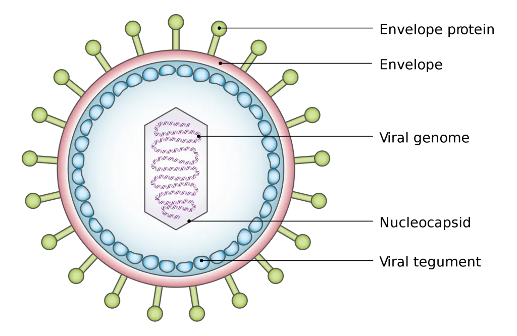 Structure of a virus Credit: Wikimedia.org